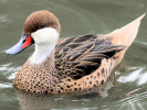 White-Cheeked Pintail (WWT Slimbridge September 2010) - pic by Nigel Key